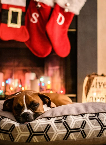 Een Bokser Hond Die Binnen Slaapt Met Kerstversieringen Achtergrond — Stockfoto