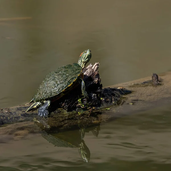 Closeup Shot Turtle Lake — Stock Photo, Image