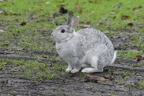 Coelho Doméstico Lapin Domestique Andando Parque — Fotografia de Stock