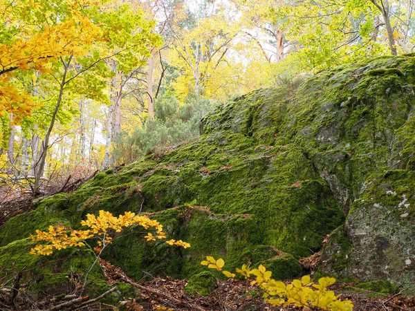 秋の森の中の苔むした岩やカラフルな木々 — ストック写真