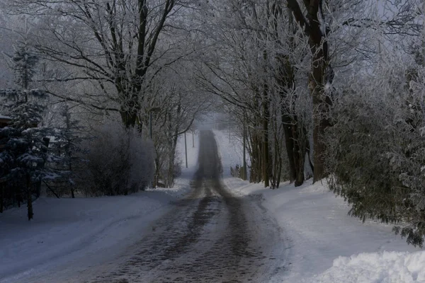 Vacker Utsikt Över Ett Vinterlandskap Med Gångväg Omgiven Snötäckta Träd — Stockfoto
