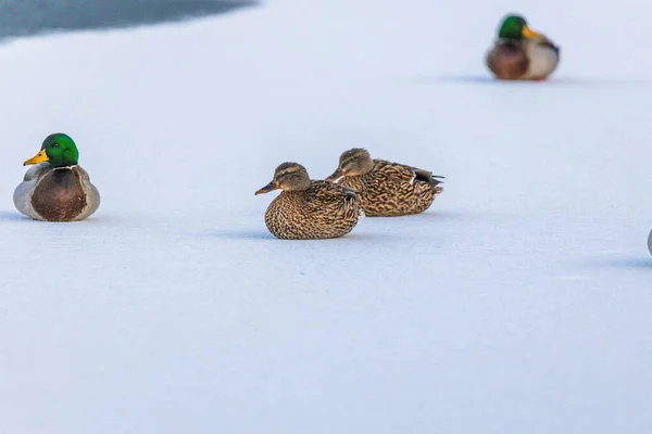 Shallow Focus Shot Mallard Brown Ducks Winter — Stockfoto