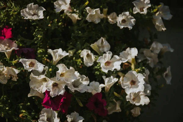 Ένα Κοντινό Πλάνο Των Όμορφων Λευκών Λουλουδιών Του Κήπου Της — Φωτογραφία Αρχείου