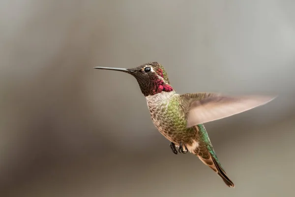 Hummingbird Frozen Mid Flight — Stock Photo, Image