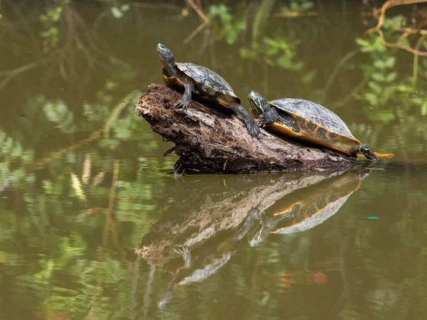 Een Close Shot Van Een Schildpad Bij Het Meer — Stockfoto