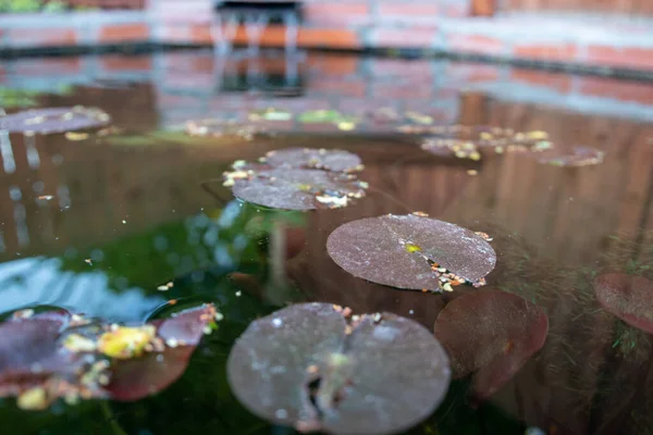 Selective Focus Shot Lily Pads Pond — Stock Photo, Image