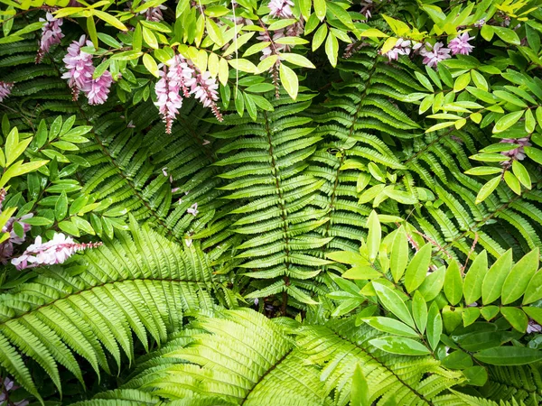 View Wallich Wood Fern Dryopteris Wallichiana Plant — стоковое фото