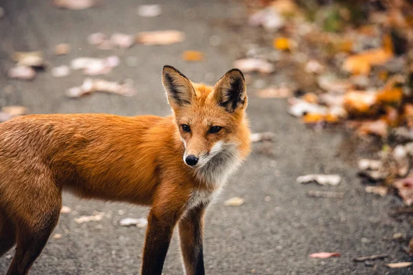 Closeup Shot Red Fox Vulpes Vulpes Standing Wild — стокове фото