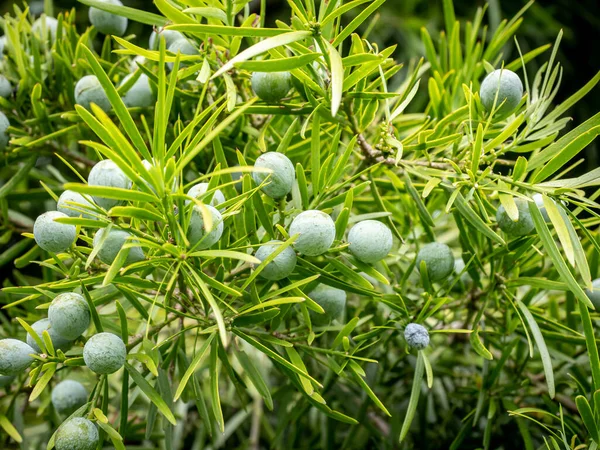 View East African Yellowwood Afrocarpus Falcatus Seed Cones — Foto de Stock