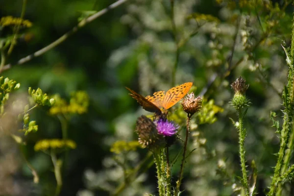 Een Voorgrond Shot Van Een Vlinder Zittend Het Veld Bloemen — Stockfoto