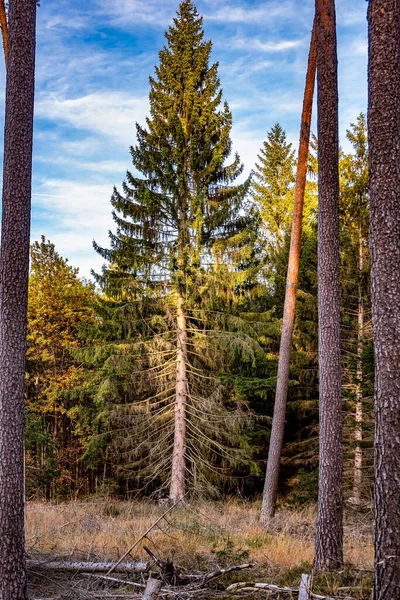 Piękne Ujęcie Liściastego Lasu Słoneczny Jesienny Dzień — Zdjęcie stockowe