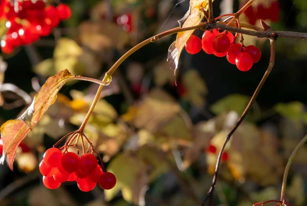 Las Moras Color Rojo Brillante Hermoso Jardín Spessart Alemania — Foto de Stock