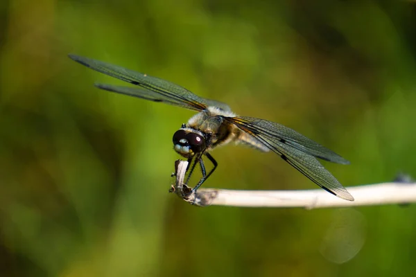 Selective Focus Shot Dragonfly Perched Stick — Stock Photo, Image