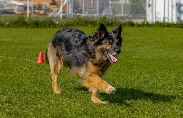 German Shepherd Border Collie Mixed Breed Dog Running Green Grass — ストック写真