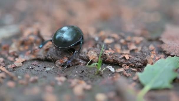 Primer Plano Escarabajo Negro — Vídeos de Stock