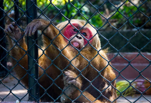 Stump Tailed Macaque Macaca Arctoides Cage — Stock Photo, Image