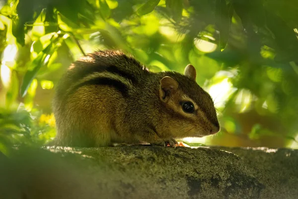 森林里一只松鼠的特写镜头 — 图库照片