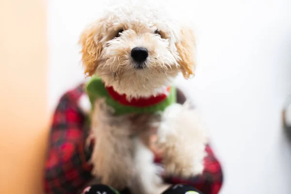 Closeup Shot Adorable Fluffy Dog Sweater — стоковое фото