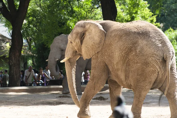 Ein Süßer Elefant Spaziert Zoo — Stockfoto