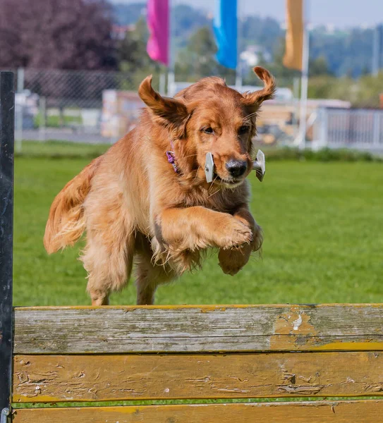 Golden Retriever Dog Jumping Wooden Fence Metal Dumbbell Its Mouth — Foto Stock