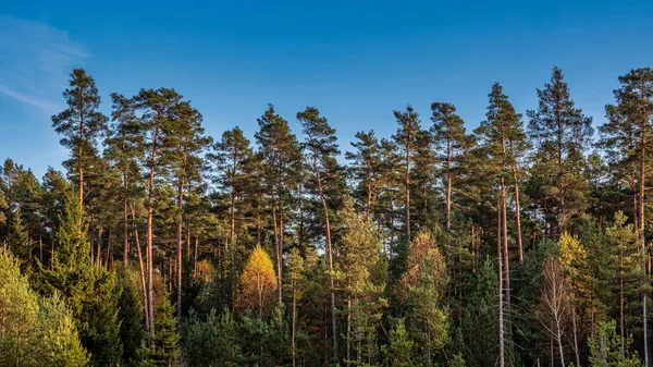 Beautiful Shot Deciduous Forest Sunny Autumn Day — Stock Photo, Image