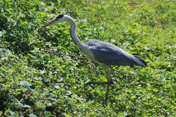 Bel Exemple Héron Gris Ardea Cinerea Dans Forêt Par Une — Photo