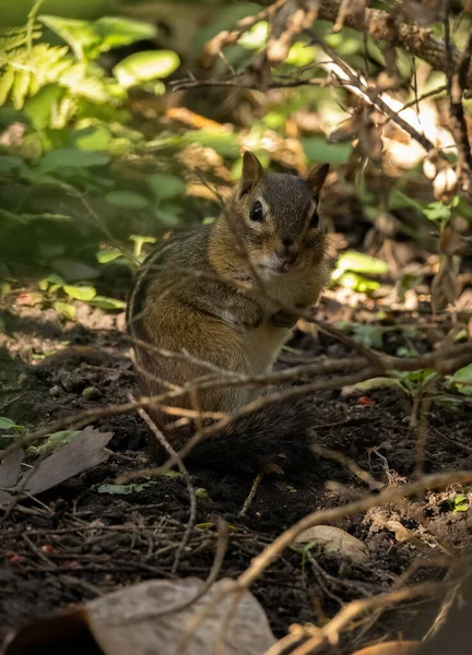 Nahaufnahme Eines Eichhörnchens Wald — Stockfoto