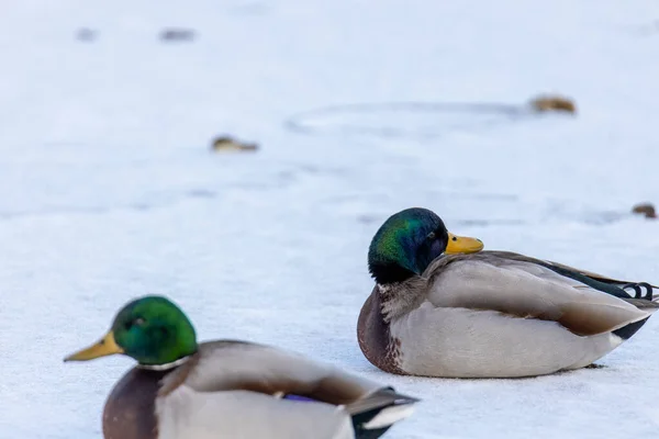 Closeup Shot Mallard Ducks Winter — Stock fotografie