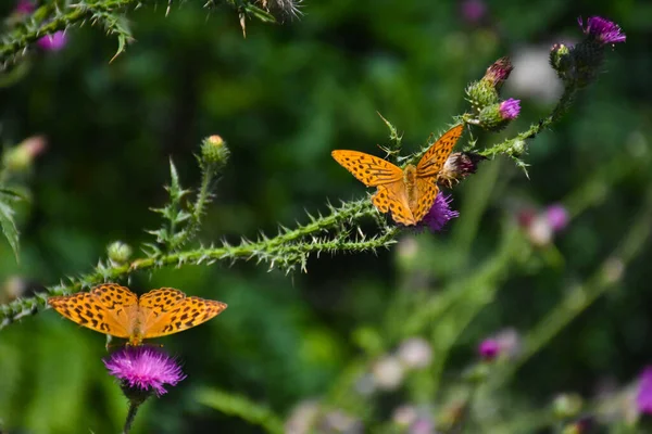 Close Shot Butterfly Sitting Field Flowers — Stock Photo, Image