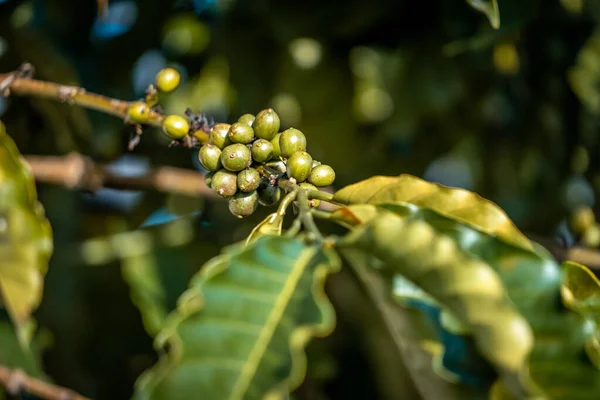 Selective Focus Shot Unripe Green Coffee Bean Ecuador — Fotografia de Stock