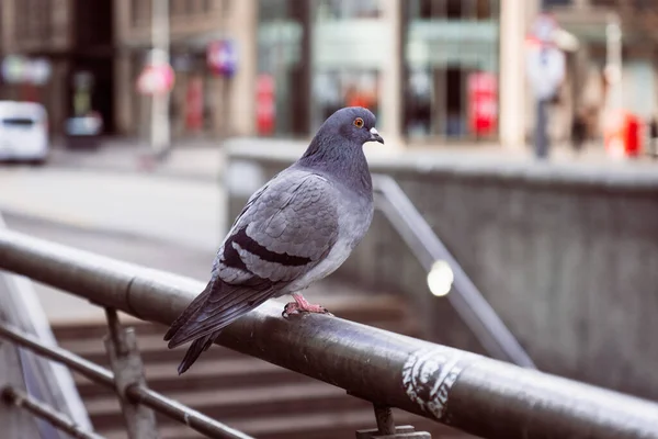 金属製のパイプの上に座っているカラフルな鳩のクローズアップは 背景がぼやけている — ストック写真