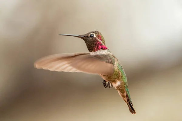 Beautifully Isolated Hummingbird Flight Very Detailed — Fotografia de Stock
