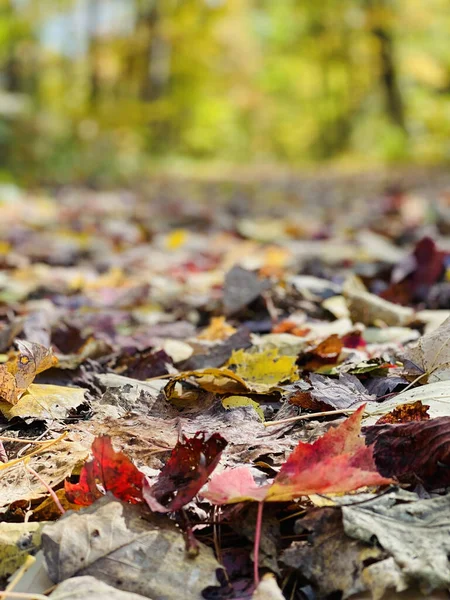森の中でカラフルな落ち葉の垂直ショット — ストック写真