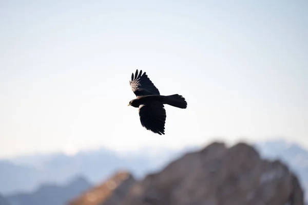 Une Mise Point Peu Profonde Oiseau Noir Volant Contre Les — Photo