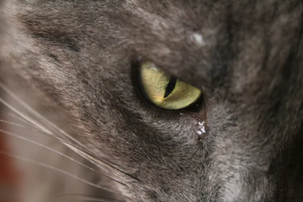 Primo Piano Degli Occhi Verdi Gatto — Foto Stock