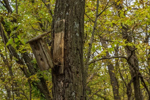 Ένα Σπασμένο Σπιτάκι Πουλιών Ένα Κορμό Δέντρου Ένα Δάσος — Φωτογραφία Αρχείου