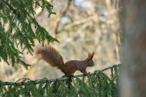 가지에 기어오르는 귀여운 다람쥐 — 스톡 사진