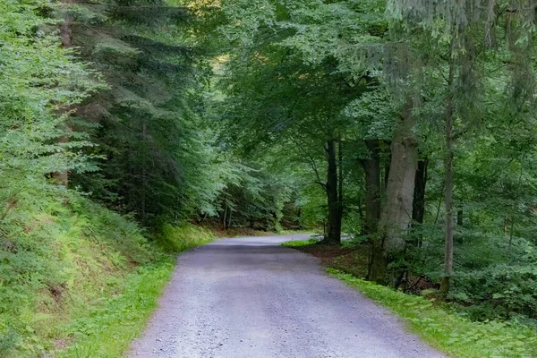 Lungo Sentiero Attraverso Una Foresta Verde — Foto Stock