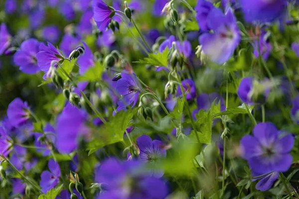 Eine Nahaufnahme Blühender Wiesenkranich Schnabel Blumen — Stockfoto