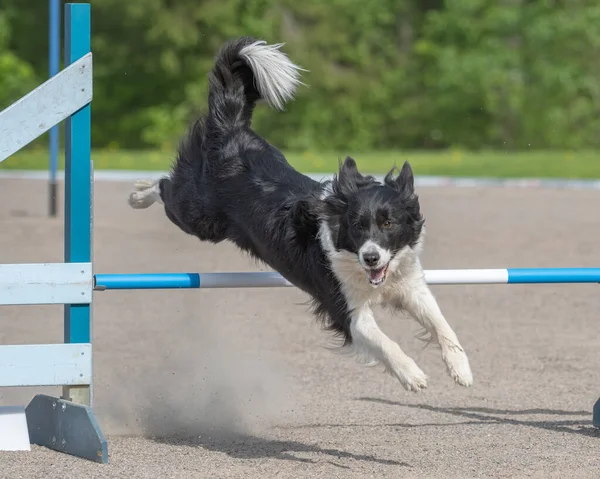 Border Collie Saute Par Dessus Obstacle Agilité Dans Une Compétition — Photo