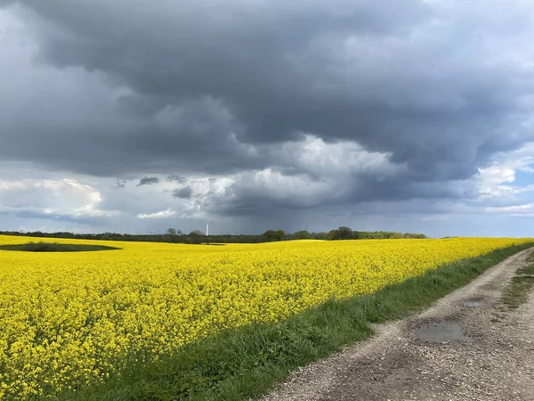Bulutlu Bir Günde Sarı Bir Çiçek Tarlası — Stok fotoğraf
