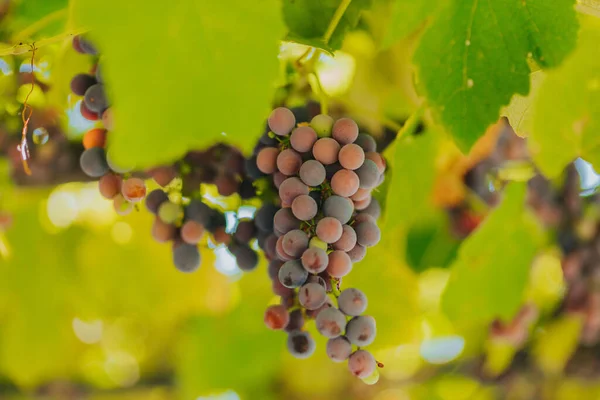 Cachos Uvas Maduras Videira — Fotografia de Stock