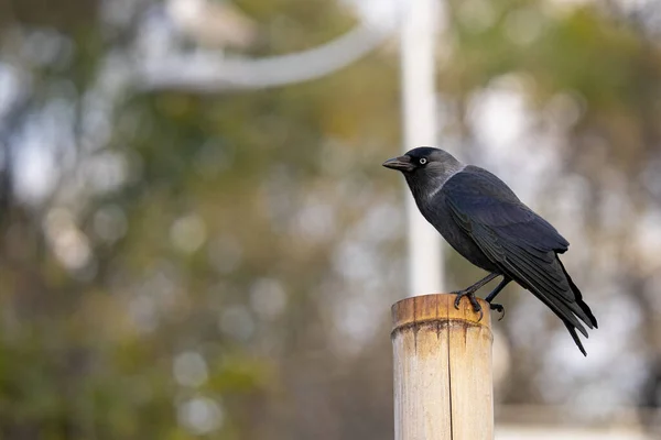 Primer Plano Hermoso Cuervo Negro Estaba Tocón Del Árbol Jardín — Foto de Stock