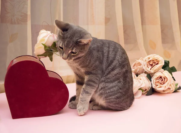 Gül Buketinin Yanında Oturan Güzel Bir Kedi Resmi Kırmızı Kalp — Stok fotoğraf