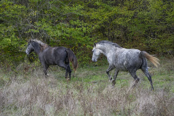 Närbild Två Vackra Hästar Löper Genom Grön Äng Till Betesmark — Stockfoto