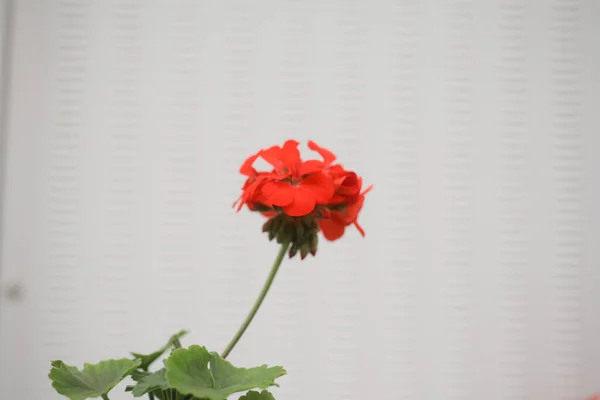 Close Pelargonium Vermelho — Fotografia de Stock