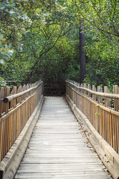 Long Wooden Bridge Trees Background — Stock Photo, Image