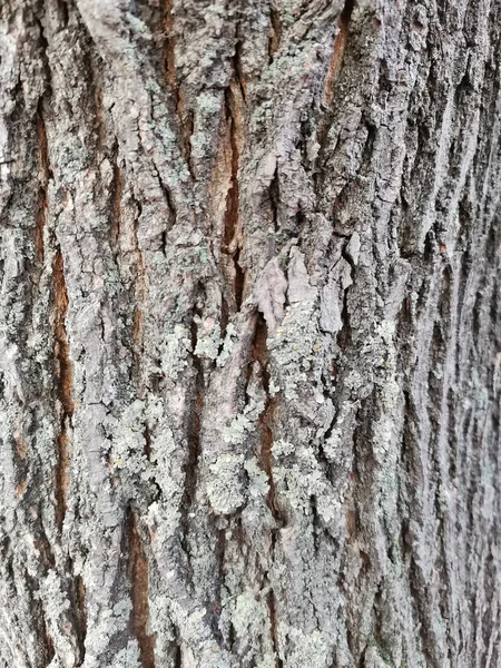 Closeup Shot Tree Trunk — Stock Photo, Image