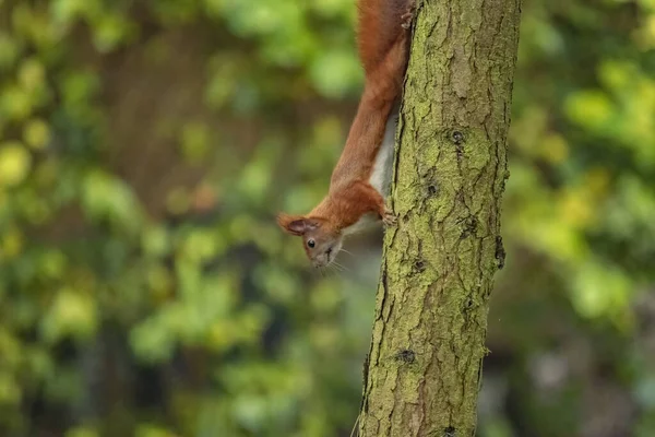 Nahaufnahme Eines Braunen Eichhörnchens Das Einen Baum Hinunterklettert — Stockfoto