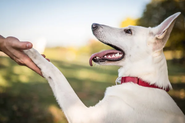 Großaufnahme Eines Weißen Schweizer Schäferhundes Der Sich Freien Der Hand — Stockfoto